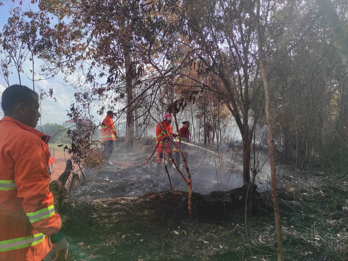 Tim BPBD Kuansing dan lainnya berusaha memadamkan api yang melalap kebun karet tua masyarakat Desa Beringin Taluk Kecamatan Kuantan Tengah, Ahad (25/1/2026) siang.