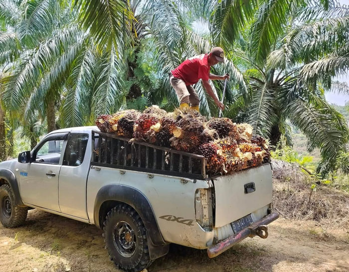 Perkebunan kelapa sawit petani di Kabupaten Kuansing.