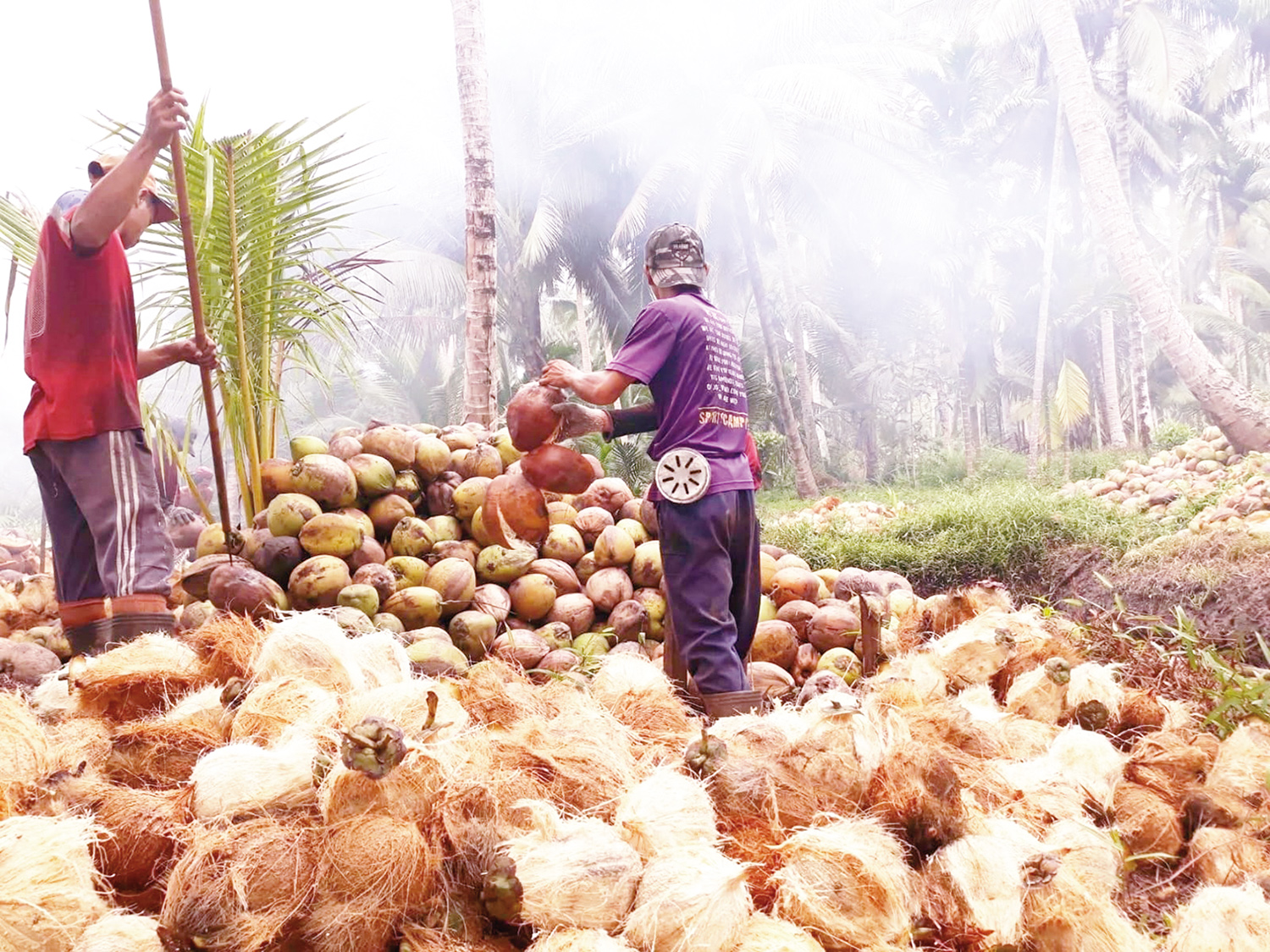 Petani sedang melakukan penyolakan atau mengupas kulit kelapa di Kecamatan Pelangiran, Kabupaten Inhil, belum lama ini.