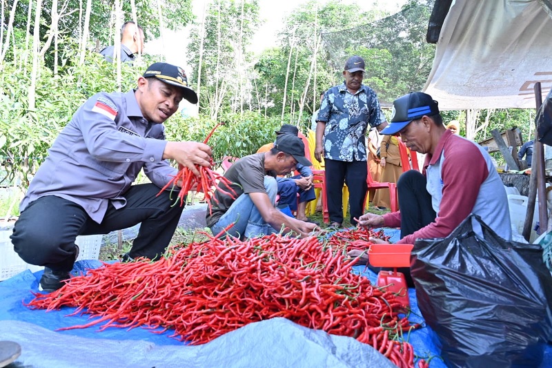Petani Desa Wonosari Barat, Kecamatan Bengkalis, yang berhasil mengembangkan tanaman cabai merah di lahan gambut dengan hasil produksi yang cukup menjanjikan, Selasa (27/1/2026).