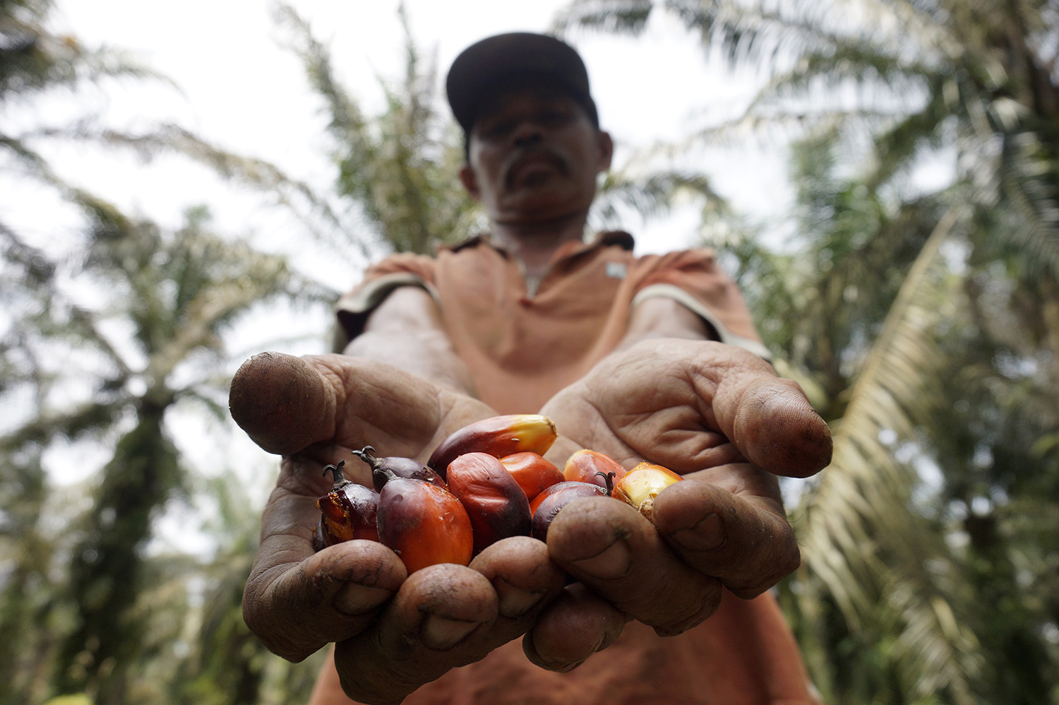 Pekerja memperlihatkan Buah Segar kelapa sawit hasil panen di Desa Okura, Kecamatan Rumbai Pesisir, Pekanbaru, Riau, Senin (20/8/2018). Kementerian Energi dan Sumber Daya Mineral (ESDM) menyatakan bahwa semua jenis Solar akan dicampur dengan 20 persen min