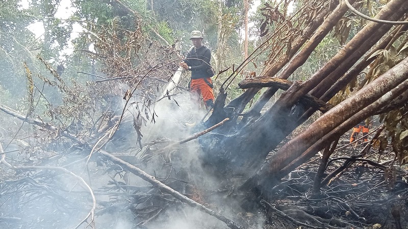 Tim Gabungan Kabupaten Pelalawan melakukan pemadaman api yang membakar lahan di Desa Sungai Upih Kecamatan Kuala Kampar, Rabu (4//2/2026).