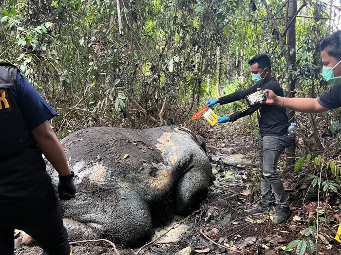 Pihak kepolisian saat mendatangi lokasi kematian gajah.