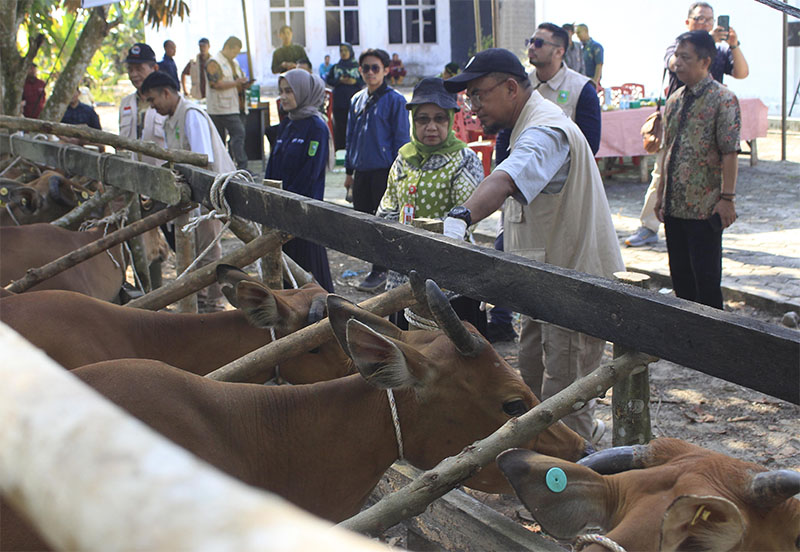 Pelaksanaan vaksinasi serentak PMK oleh DPKH Riau, Jumat (6/2/2026).