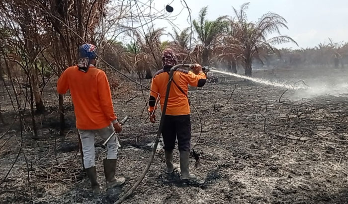 Petugas BPBD Bengkalis sedang melakukan pendinginan dilokasi kebakaran lahan dan hutan di Desa Kelebuk, Kecamatan Bengkalis, Ahad (8/2/2026).