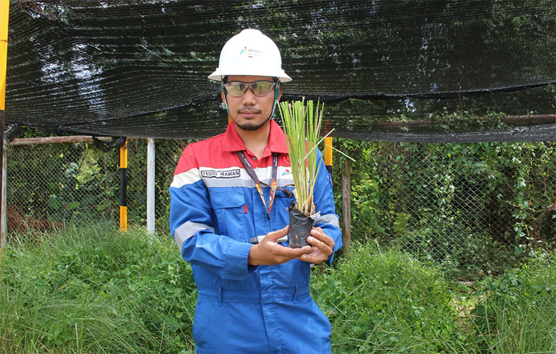 Pekerja PT Pertamina Hulu Rokan melakukan aktivitas pemulihan dan penelitian di salah satu fasilitas pemulihan tanah terkontaminasi minyak (TTM) di WK Rokan.