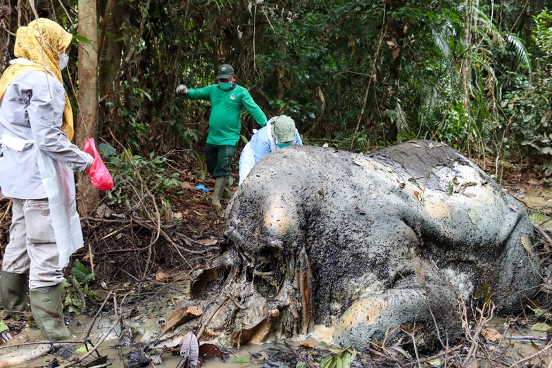 Tim BBKSDA Riau mengidentifikasi bangkai gajah sumatera mati dengan luka tembak menganga di bagian kepala di Ukui, Pelalawan, Selasa (3/2/2026) lalu.