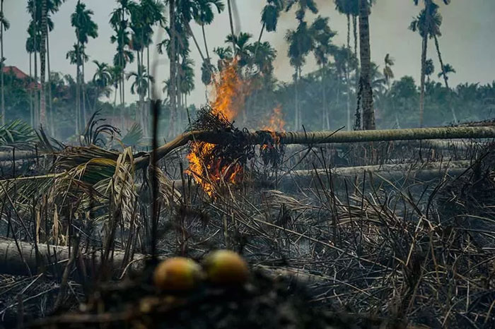 Ilustrasi kebakaran hutan dan lahan