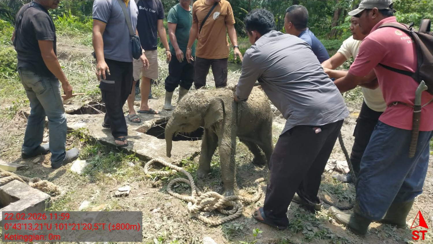 Petugas dan warga setempat mengevakuasi anak gajah yang masuk Septiktang di perumahan karyawan PT Arara Abadi Distrik Tapung, Kampung Rantau Bertuah, Kecamatan Minas, Kabupaten Siak, Ahad (22/2/2026).