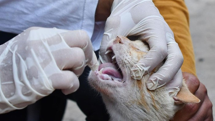 Ilustrasi petugas kesehatan hewan memberikan vaksin rabies terhadap hewan peliharaan rumah berupa kucing. 