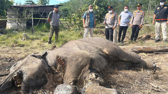 Kapolda Riau Irjen Pol Herry Heryawan saat melihat langsung temuan bangkai anak gajah di kawasan TNTN, Pelalawan, Kamis (26/2/2026).