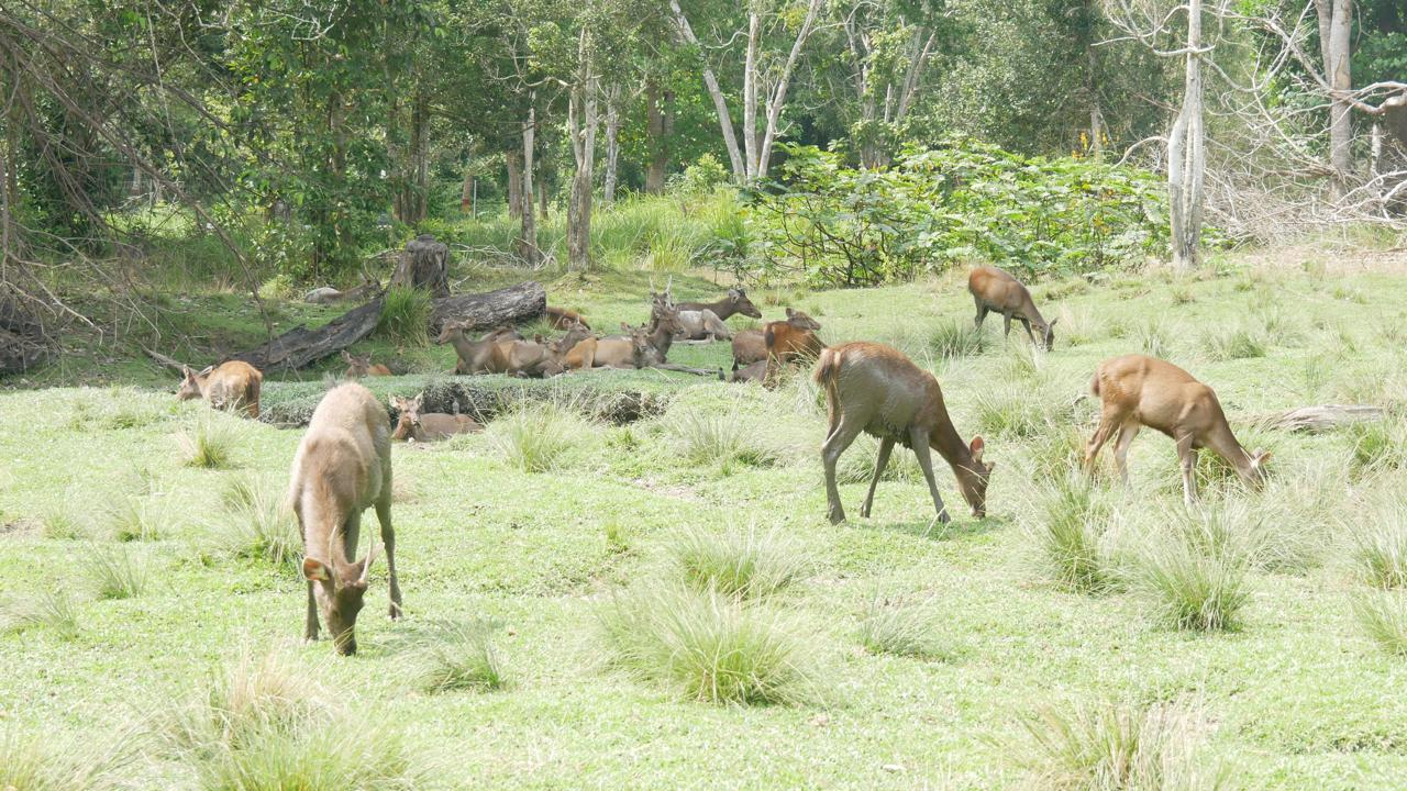Sekelompok rusa sedang istirahat dan makan di Taman Rusa Jalan Panglima Ghimbam Kota Siak, Sabtu (7/2/2026). 