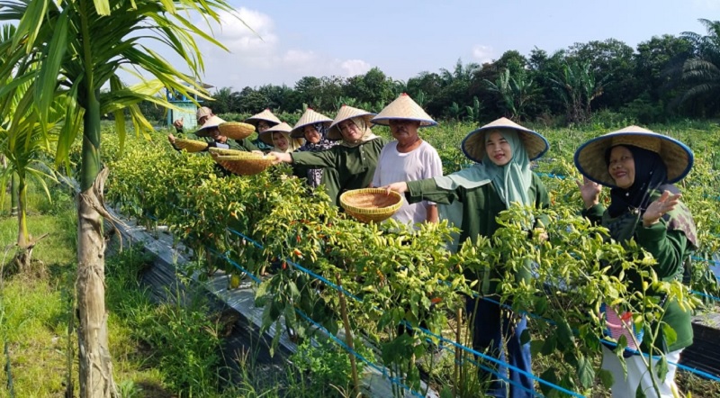 Kelompok Tani Mekarsari budidaya hortikultura dengan pendampingan PT Kimia Tirta Utama.