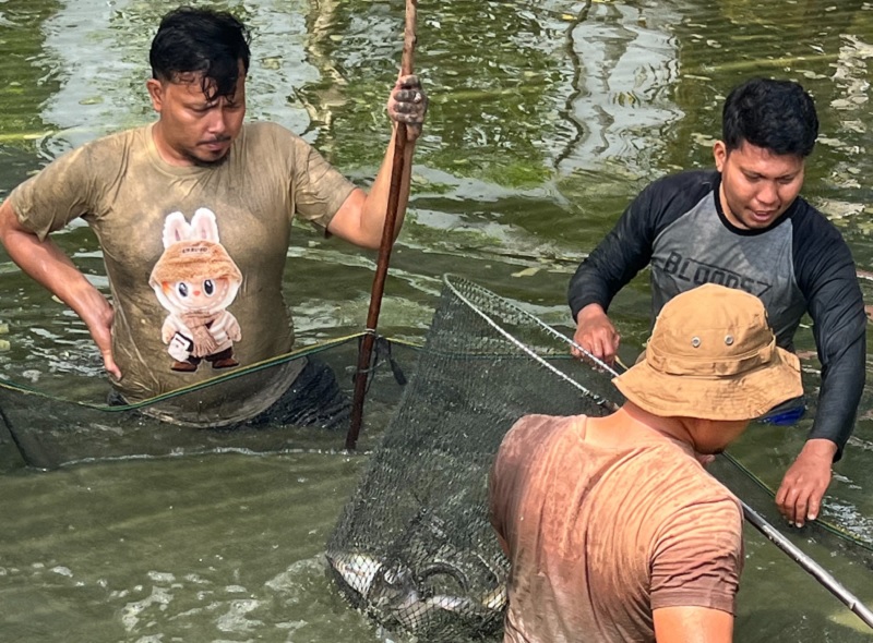 Petugas Lapas Bengkalis melakukan panen raya ikan patin siklus kedua di kolam budidaya area asimilasi Lapas Bengkalis pada, Sabtu (28/2/2026).