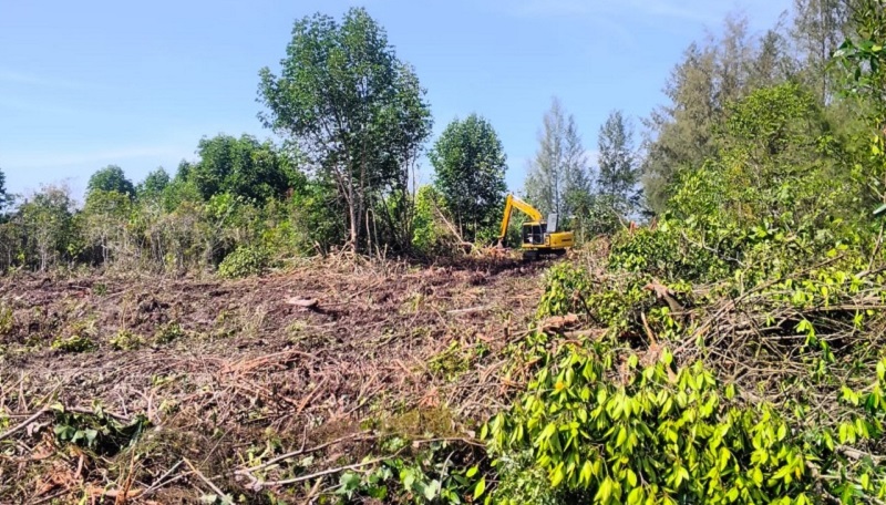 Pekerja operator alat berat sedang menumbangkan pohon mangrove di lokasi usaha tambak udang di Jalan Sudirman Desa Bantan Sari, Kecamatan Bantan, Bengkalis, Senin (2/3/2026). 