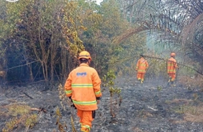 Satgas TRB BPBD Kabupaten Kampar bersama satgas gabungan memadamkan api yang membakar lahan di Desa Salo, Kecamatan Salo, Kabupaten Kampar, Rabu (4/3/2026).