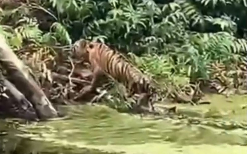 Harimau sedang melintasi kanal di Desa Sumber Makmur, Kecamatan Teluk Belengkong, Kabupaten Inhil beberapa hari lalu.