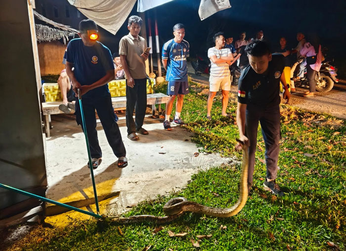 Penangkapan ular piton oleh personel Satpol PP-PKP Kuansing, Rabu (4/3/2026) malam di Desa Kampung Jawa Kecamatan Kuantan Hilir.