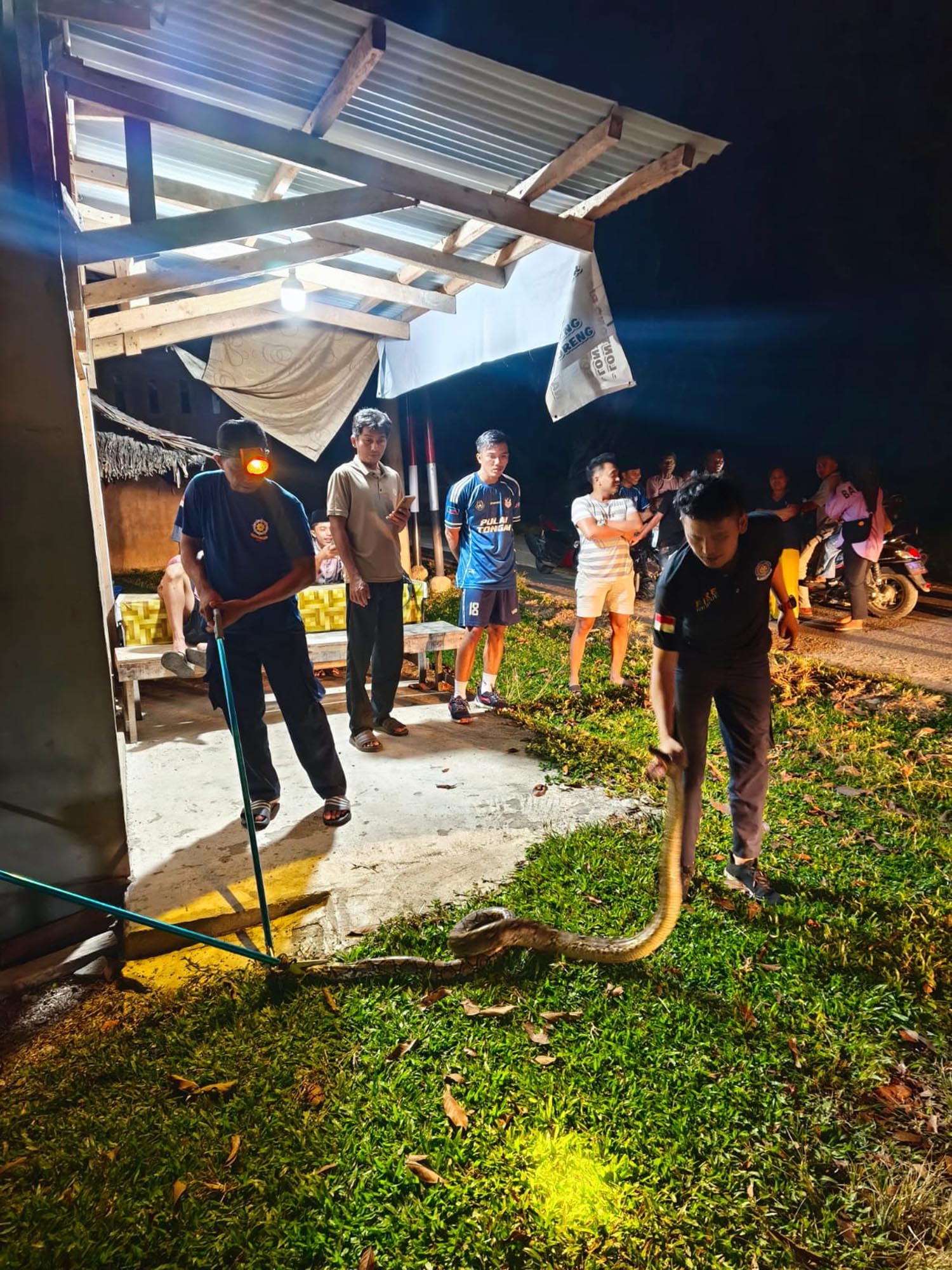 Personel Satpol PP-PKP Kuansing berhasil menangkap ular piton di Desa Kampung Jawa, Kecamatan Kuantan Hilir, Rabu (4/3/2026) malam.