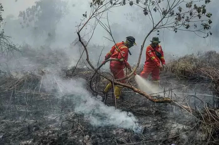 Personel Manggala Agni Daops Sumatera IV Pekanbaru berusaha memadamkan kebakaran lahan gambut di Desa Rimbo Panjang, Kabupaten Kampar.