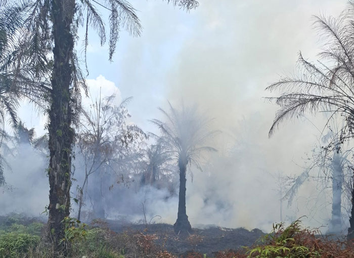 Kebakaran lahan kebun sawit tua di Desa Sungai Langsat Kecamatan Pangean, Jumat (13/3/2026) masih berlangsung. 