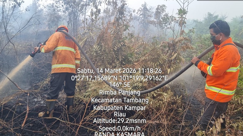 Satgas gabungan BPBD Kampar dan BPBD Provinsi Riau memadamkan api yang membakar lahan di Desa Rimbo Panjang, Kecamatan Tambang, Kebupaten Kampar, (14/3/2026).