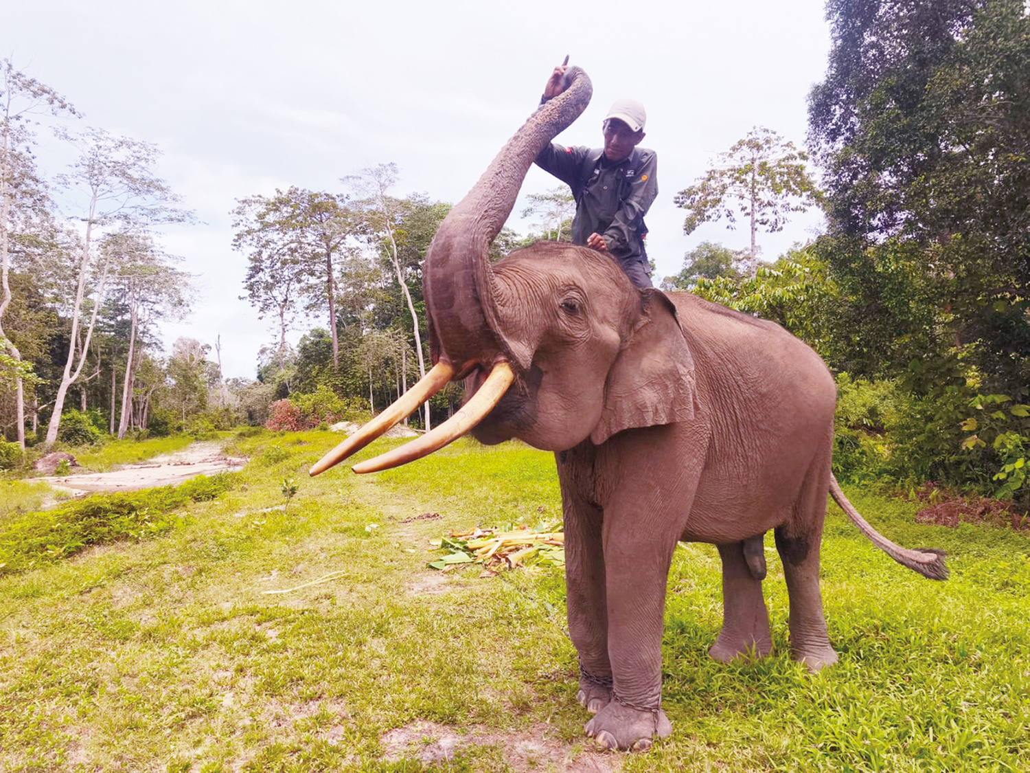 Raja Arman, salah satu gajah Sumatera yang berada di Unit Konservasi Gajah binaan PT Riau Andalan Pulp and Paper (RAPP), bagian dari APRIL Group bekerja sama dengan Balai Besar Konservasi Sumber Daya Alam Riau. 