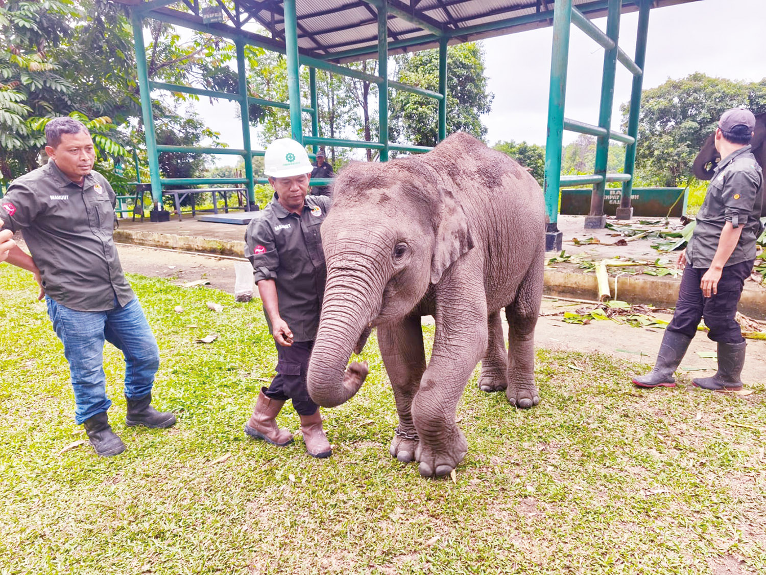 Anak gajah bernama April yang lahir di tahun 2023 di Unit Konservasi Gajah, Estate Ukui, Kabupaten Pelalawan berinteraksi dengan mahout, baru-baru ini.