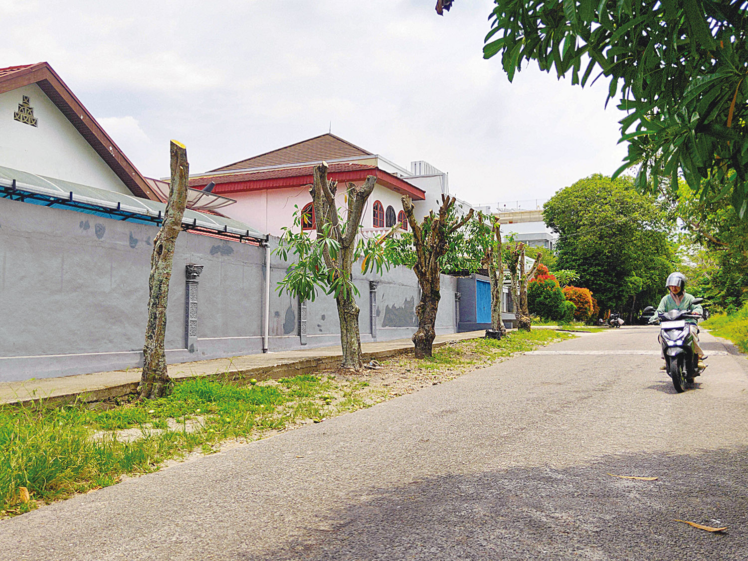 Tebang : Sejumlah pohon pelindung di Jalan Seberut di potong, Kamis (26/3/2026). 