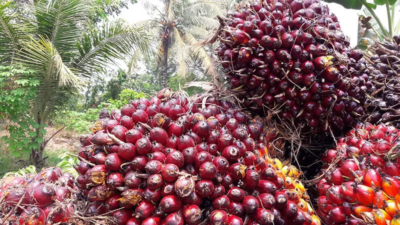 ilustrasi tandan buah segar kelapa sawit. 