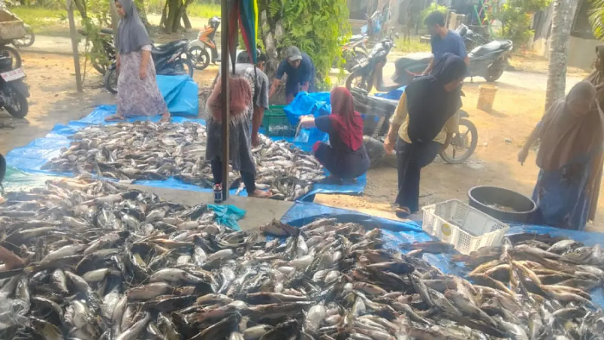 Puluhan ton ikan milik petani keramba di Desa Sekijang, Desa Kota Garo, dan Desa Kota Aman, Kecamatan Tapung Hilir, Kabupaten Kampar mati mendadak, Senin (30/4/2026). (Istimewa)