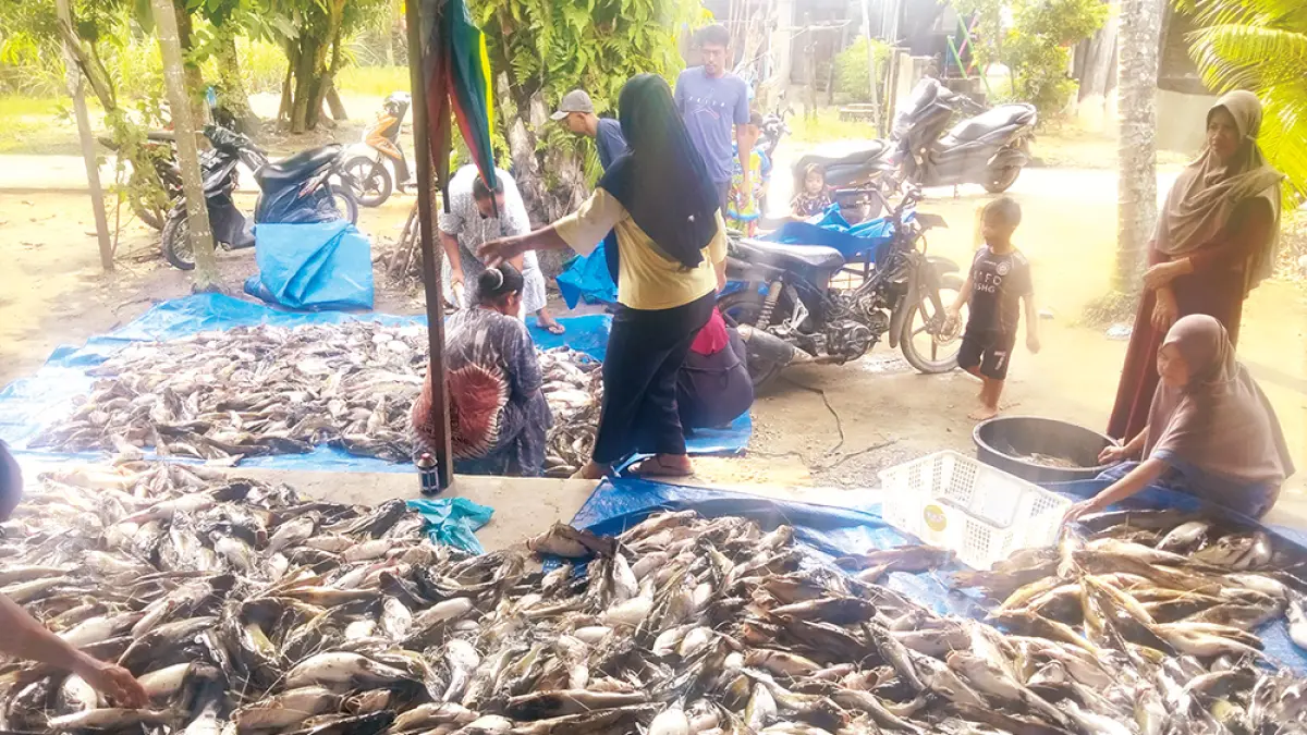 Ikan milik petani keramba di Kecamatan Tapung Hilir, Kabupaten Kampar mendadak mati, Senin (30/3/2026). Ikan tersebut diduga tercemar limbah di Sungai Tapung Hilir. (camat tapung hilir untuk riau pos)