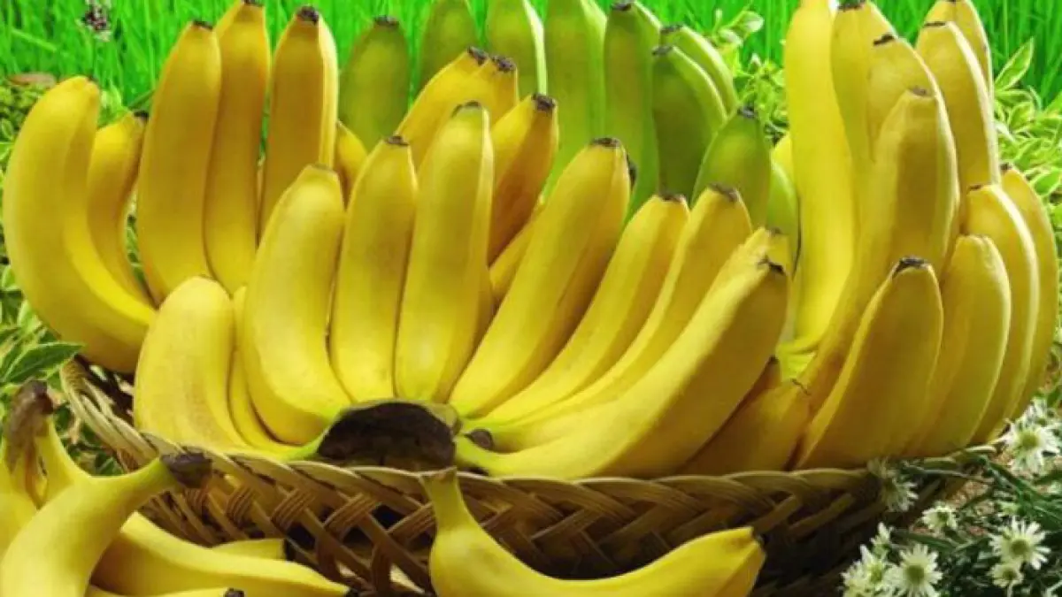 Ilustrasi pisang. (Sumber foto: Freepik)