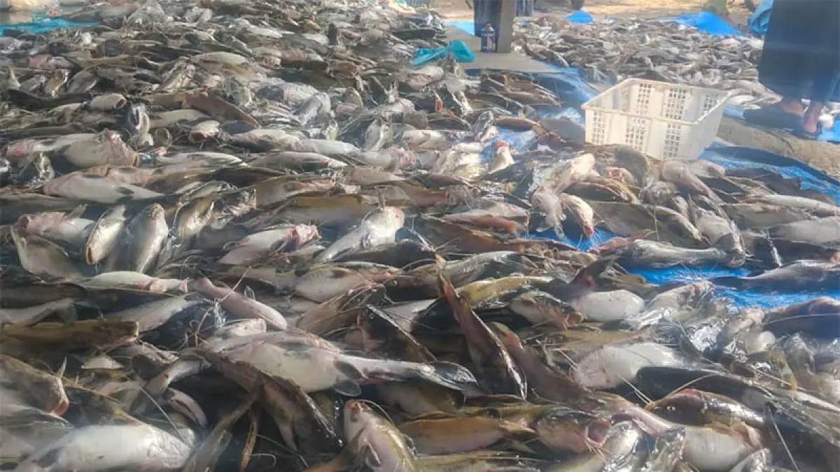 Sekitar 30 ton ikan mati mendadak di aliran Sungai Tapung yang melintasi Desa Sekijang, Desa Kota Garo, dan Desa Koto Aman pada Senin (30/3/2026). (Camat Tapung Hilir untuk Riaupos.co)
