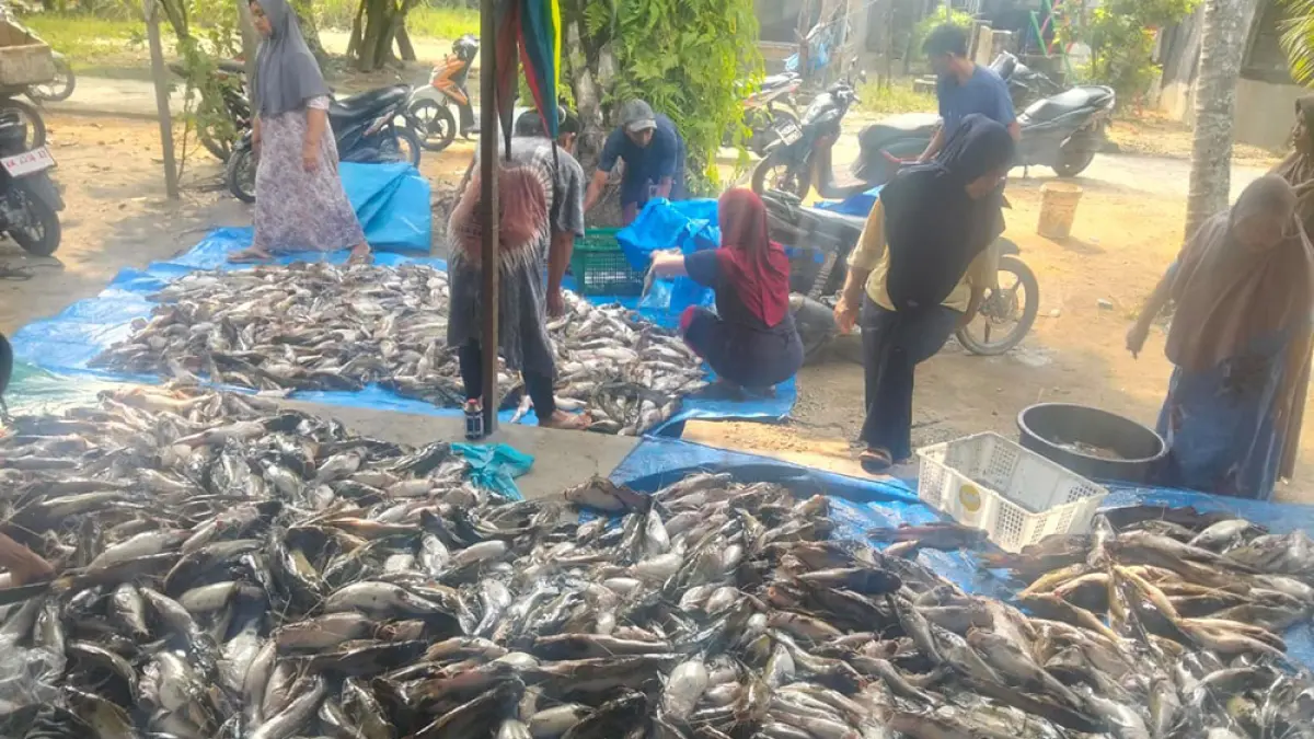 Warga melihat ikan&nbsp;yang mati mendadak di Sungai Tapung, Kecamatan Tapung Hilir, Kabupaten Kampar, pekan lalu. (Camat untuk Riau Pos)
