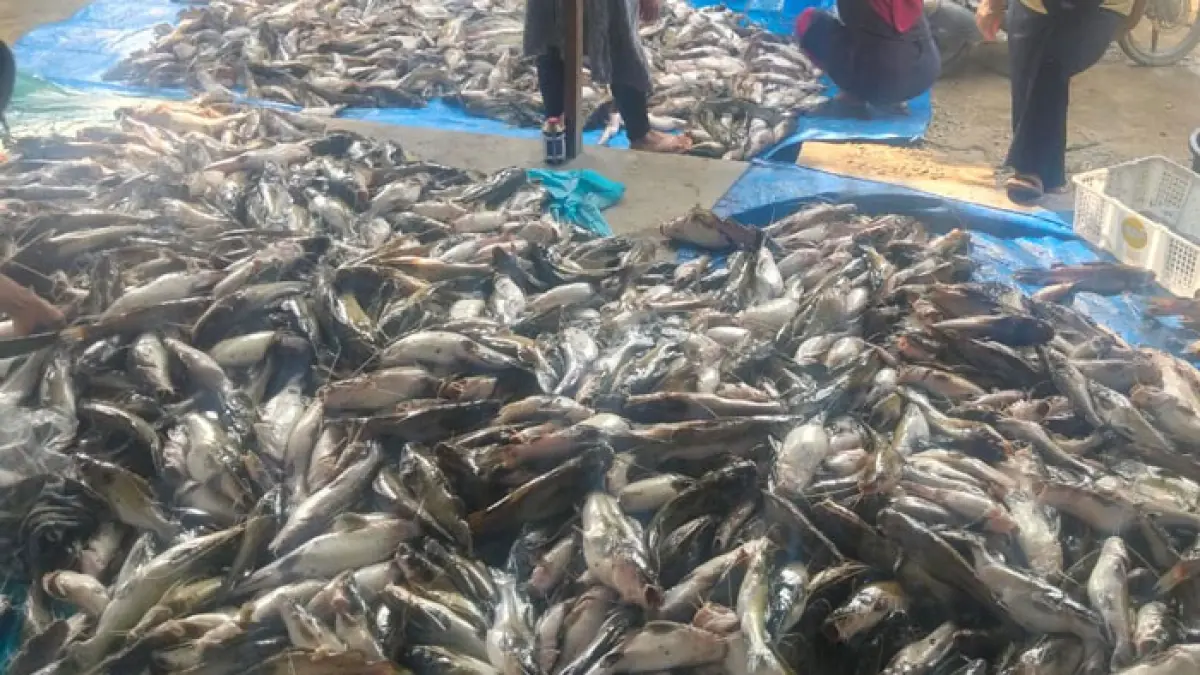 Sekitar 30 ton ikan mati mendadak di aliran Sungai Tapung yang melewati Desa Sekijang, Desa Kota Aman, Desa Kota Garo, Kecamatan Tapung Hilir, Kabupaten Kampar pada akhir Maret lalu. (Istimewa)