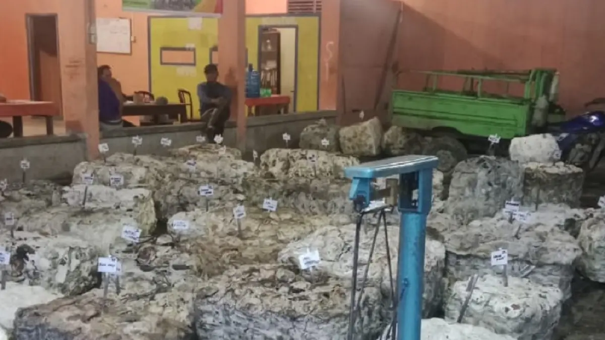 Lelang karet petani di Gapoktan Maju Basamo Kopah, Kecamatan Kuantan Tengah Selasa 14/4/2026) mampu terjual dengan harga Rp17. 150,- per Kg. (Gapoktan Maju Basamo)