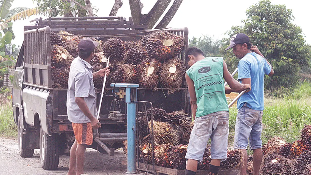 Sejumlah petani saat menimbang tandan buah segar (TBS) dan memasukkannya ke dalam mobil untuk dijual ke Pabrik Kelapa Sawit di Bengkalis, belum lama ini. (GEMA SETARA/RIAU POS)