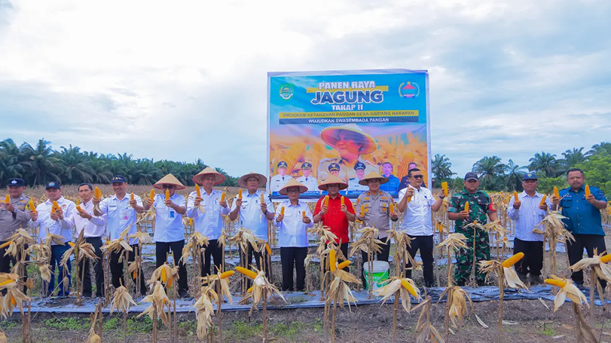 Wabup Rohul H Syafaruddin Poti SH MM bersama forkopimcam, kepala OPD memimpin panen raya jagung tahap II program ketahanan pangan BUMDes Simpang Harapan Lestari di Kecamatan Tambusai Utara, Rabu (15/4/2026).  (Prokopim Setda Rohul untuk Riau Pos)
