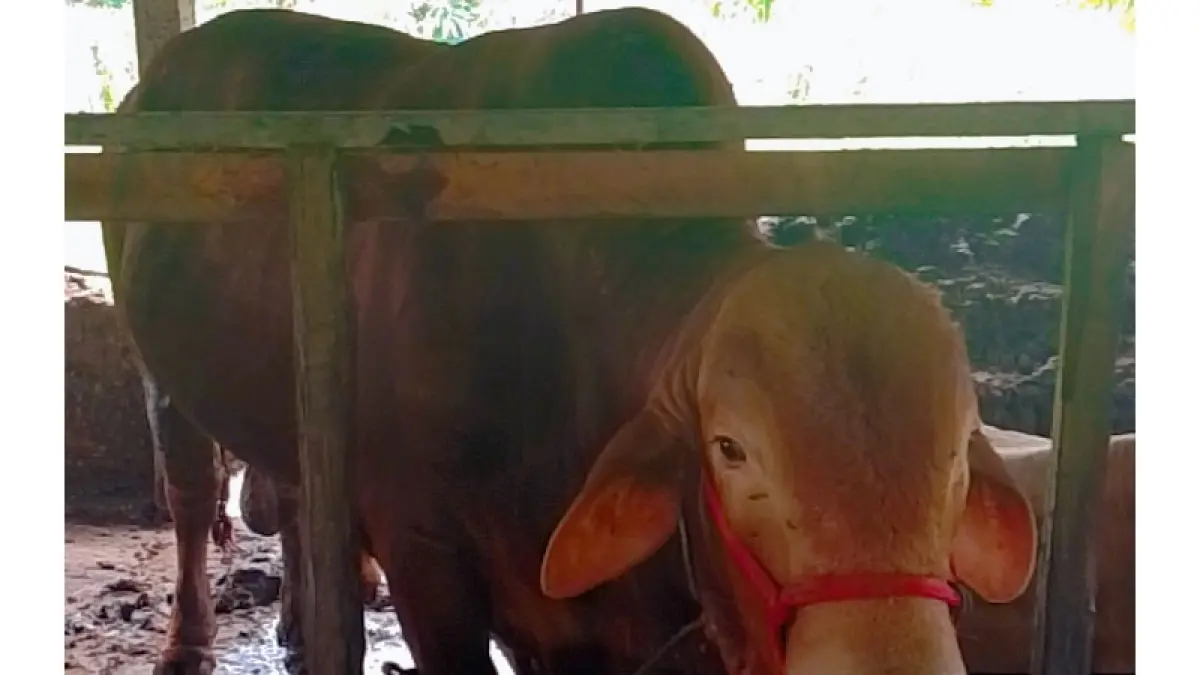 Sapi bantuan Presiden jenis Limonsin bernama Jhoni saat di perawatan kandang sapi milik peternak Kuansing Suyitno di Desa Sumber Datar Kecamatan Singingi. (Dinas Perkebunan dan Peternakan Kuansing)