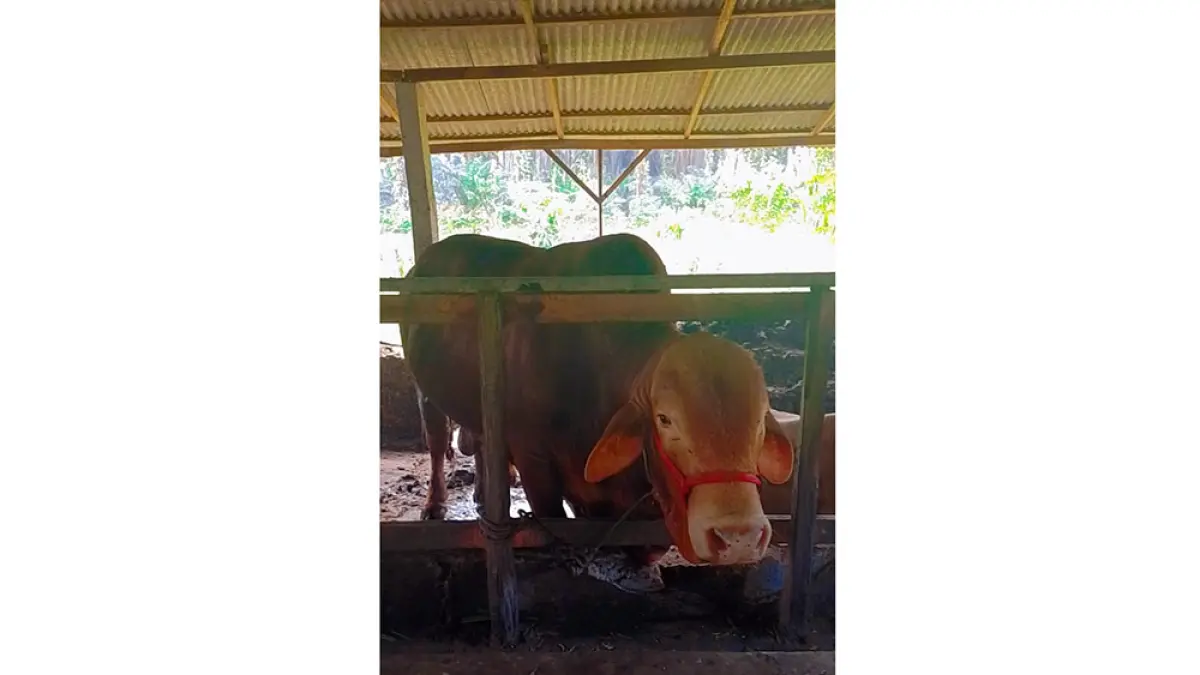 Jhoni, sapi kurban ban­tuan Presiden RI  dengan bobot 823 kilogram di peternakan sapi mi­lik Suyitno, Desa Sumber Datar Ke­camatan Singingi, Ahad (19/4/2026). (DISBUNAK KUANSING UNTUK RIAU POS)