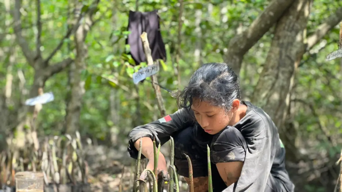 Seorang peserta Sekolah Alam Mangrove Sungai Bersejarah (MSB) tengah menanam propagul bakau ke dalam polybag sebagai upaya penguatan ekosistem pesisir.