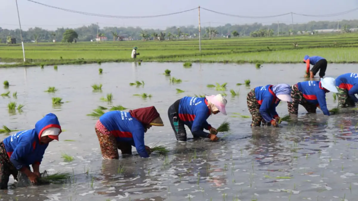 Kementerian Pertanian mempercepat tanam padi serentak di 38 kabupaten/kota se-Jawa Timur di tengah awal musim kemarau. (Istimewa)

