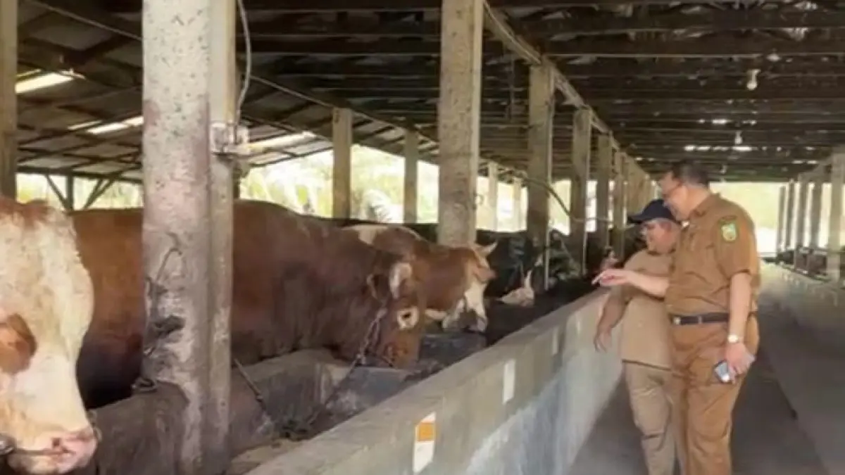 Tim dari dinas peternakan dan kesehatan hewan Riau saat meninjau calon sapi kurban presiden di Kabupaten Inhu, Senin (27/4/2026). (Dinas Peternakan Riau untuk Riaupos.co)