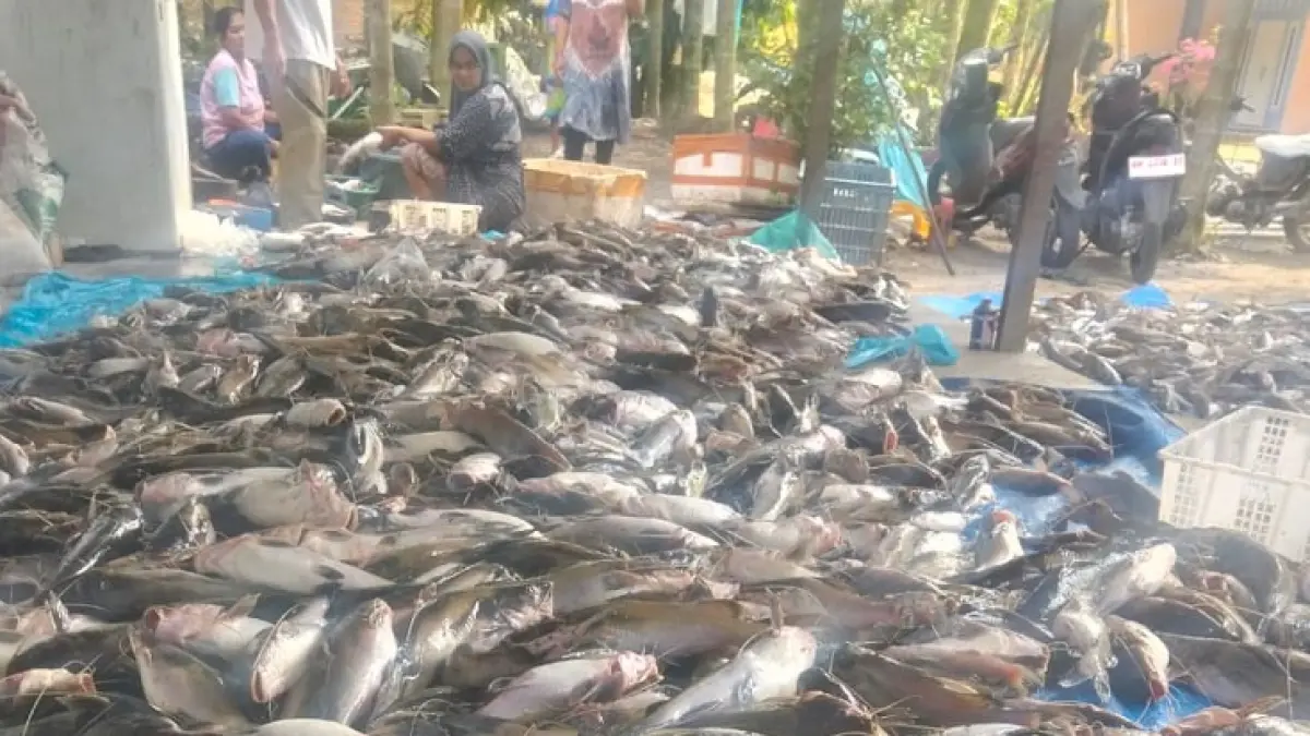 Sekitar 30 ton ikan yang mati secara mendadak di aliran Sungai Tapung yang melintasi Desa Sekijang, Desa Kota Garo, dan Desa Koto Aman, Kecamatan Tapung Hilir, Kabupaten Kampar, pada Senin (30/3/2026). (Camat untuk Riau Pos)