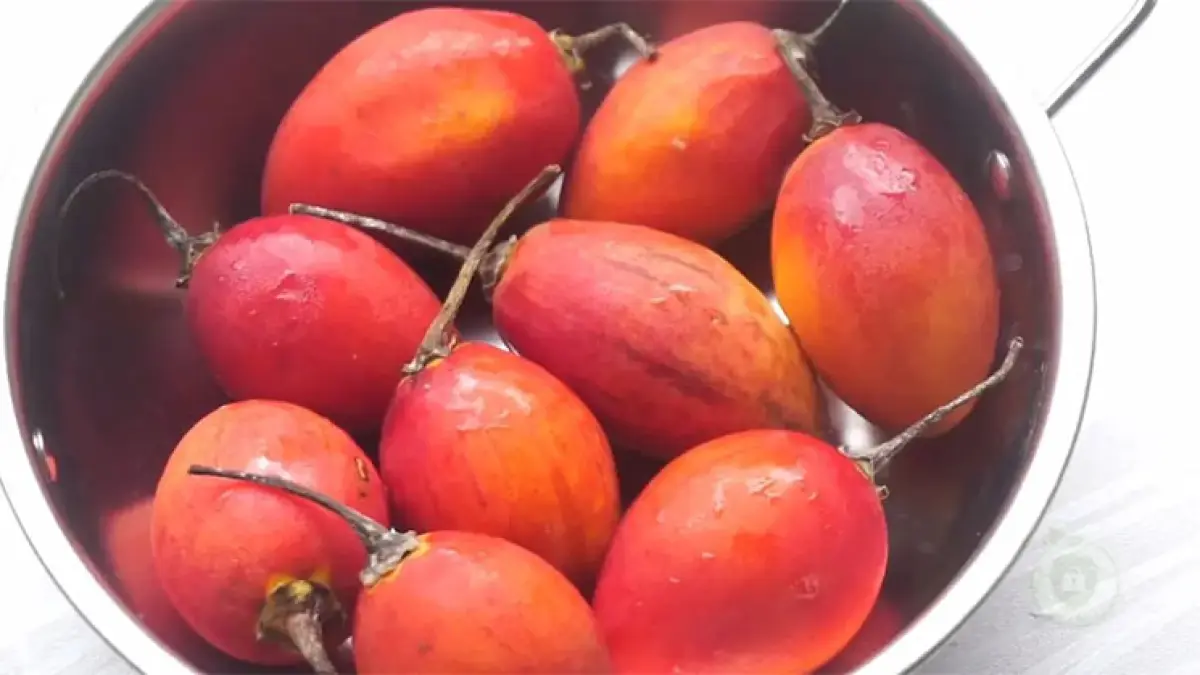 Manfaat Terong Belanda untuk Kesehatan, Buah Asam Segar yang Kaya Nutrisi dan Jarang Dilirik. (foto tangkapan layar YouTube Kunci Sehat)

