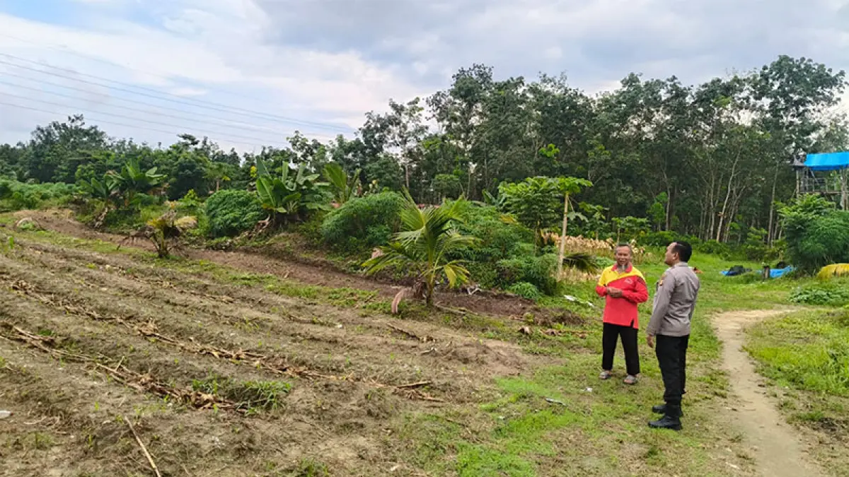 Kapolsek Rengat Barat, Kompol Amriadi SH bersama Mustapa saat pengecekan lahan untuk dimanfaatkan penanaman jagung, Kamis (7/5/2026). Foto Humas Polsek Rengat Barat