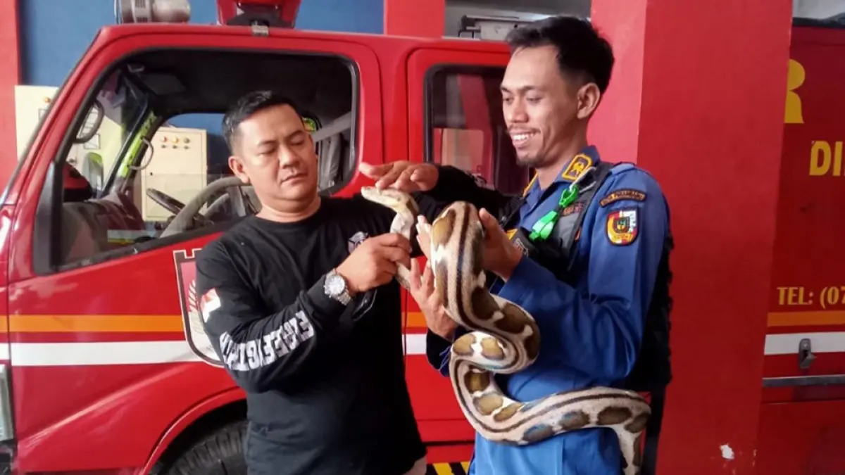  Petugas Pemadam Kebakaran dan Penyelamatan Kota Pekanbaru memperlihatkan ular piton hasil evakuasi, beberapa waktu lalu. (Damkar Pekanbaru untuk riau pos)