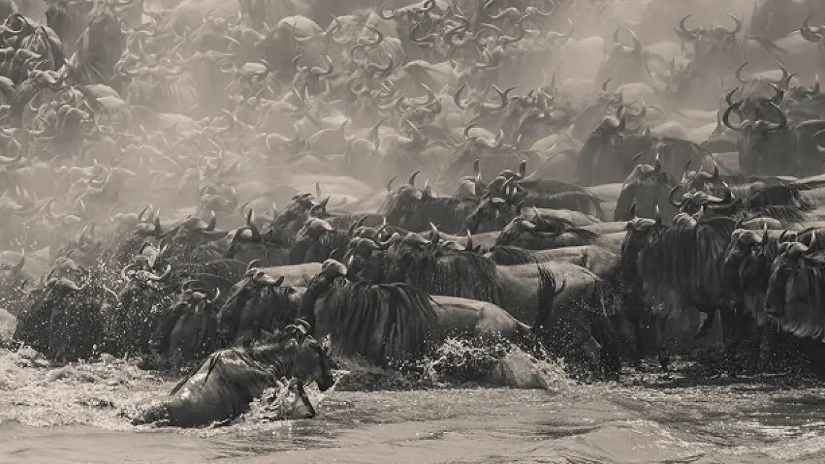 “Wildebeest” karya fotografer asal Singapura William Chua, pemenang penghargaan The Pano Awards Southeast Asia Open Photographer of the Year 2025, sebuah jepretan panorama detail yang mengabadikan betapa intensnya migrasi besar-besaran di Kenya. (Istimea)