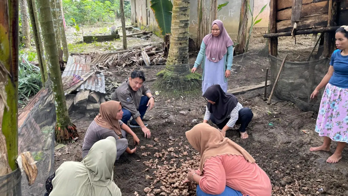 PT EMP Tunas Energi melatih tentang pembibitan jahe merah kepada KWT di Desa Beligan, Kecamatan Seberida, Kabupaten Indragiri Hulu. Program senada juga dilakukan di Desa Talang  Sukamaju, Rakit Kulim.